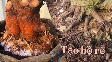 Tập 248/kết quả tạo bộ rễ cho cây Lộc vừng bằng miếng xốp