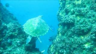 Unidive - Hendersons - 18092011