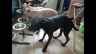 xolo puppies are eating tasty food=)))