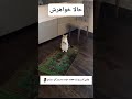 ۱ نوامبر ۲۰۲۵ Cat شلتنا Cute نزهه فان البرزخ فیلم المراه Funny دحمان Video Subscribe 
