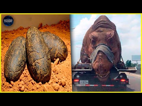 Vídeo: Ovos Fossilizados De Dinossauros Foram Encontrados Na Chechênia - Visão Alternativa