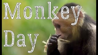 Monkey Day (December 14) - History and Why We Love Monkey Day