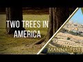 Two Trees in America | Episode 906