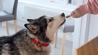 Husky Argues With His Nan About BAD Toast Going In The Bin!