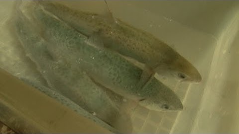 Superfish: DNA-Altered Salmon Coming to Your Dinner Plate?