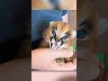 Scared Kitten Gets New Life