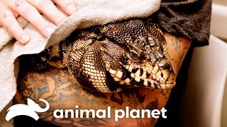 Vet's Amazing Efforts Save Tegu Lizard | The Vet Life | Animal Planet