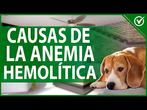 Video: ¿Cuáles son las causas de la hemólisis en los perros?