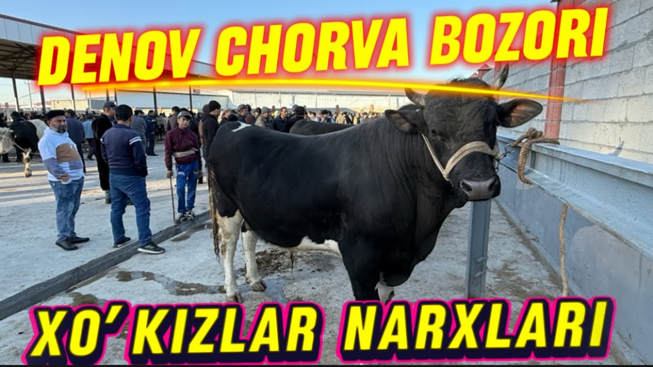DENOV CHORVA BOZORI NARXLAR TUSHDIMI? 