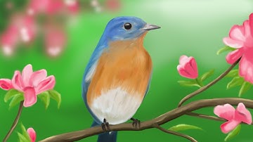 VIDEO OF DRAWING A EASTERN BLUEBIRD