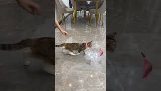 Coree 😸😸 #cat #funny #funnycats #animals #pets #catsfunnyvideos #catlife #catslove