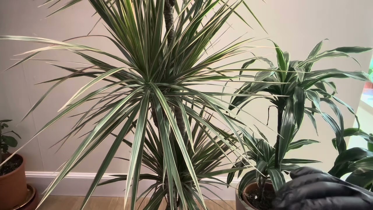 طريقة العناية بنات دراسينا مارجيناتا