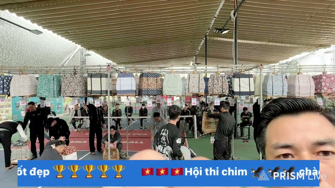 Hội thi chim chào mào đấu hót clb Thái Thụy 7/12/2024