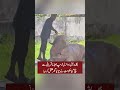 Bangladesh Government Saved Viral Bull Named Trump On Eid