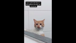 Cats Were Hilariously Worried Sick About Their Mom When They Saw Her Pink Bathtub