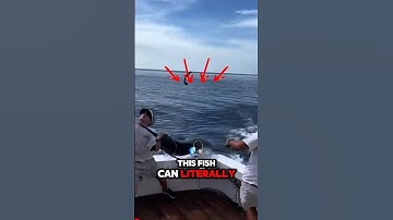 This Fish Can Literally St*b You 🙀🙀
