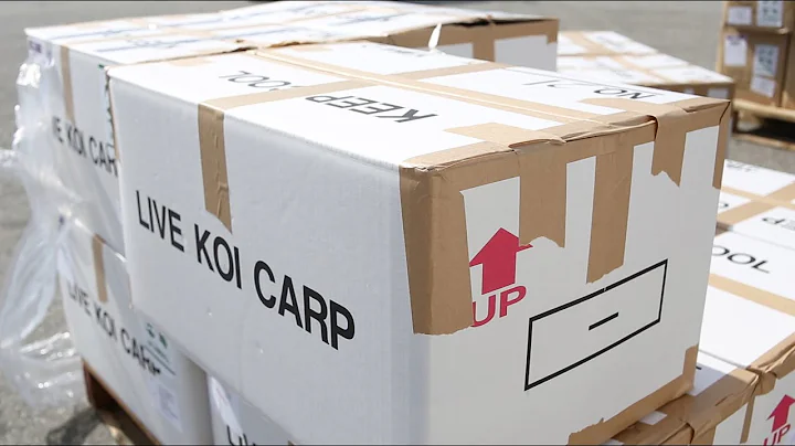 How to Safely Add a New Koi to Your Pond | Unboxing Your New Koi Shipment - DayDayNews