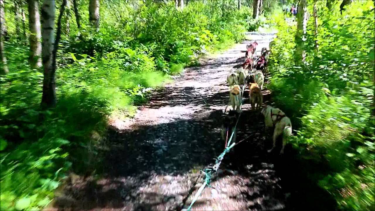 Sun Dog Kennels Sled Dog Excursion Talkeetna, Alaska YouTube