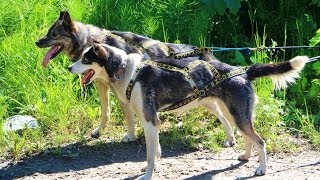 Sun Dog Kennels - Sled Dog Excursion - Talkeetna, Alaska
