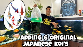 *Bought 6 Rare Japanese Koi Fish for My Collection* | Kujaku, Doitsu, Kabuto, Ginrin & More!