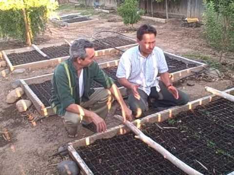 How To Keep Cats Out Of Your Raised Bed And Growing Food In The