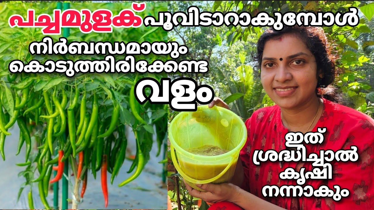 പച്ചമുളക് പൂവിടാറാകുമ്പോൾ നിർബന്ധമായും കൊടുത്തിരിക്കേണ്ട വളം| Chilli plant care | Pachamulaku krishi