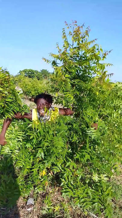 KIMELOA KIBOKISA #comedy#Trendy#chekatu#King plas#Ndaro#Sitive mweusi#Anko nzala#hurro#bongo move#🤣🤣