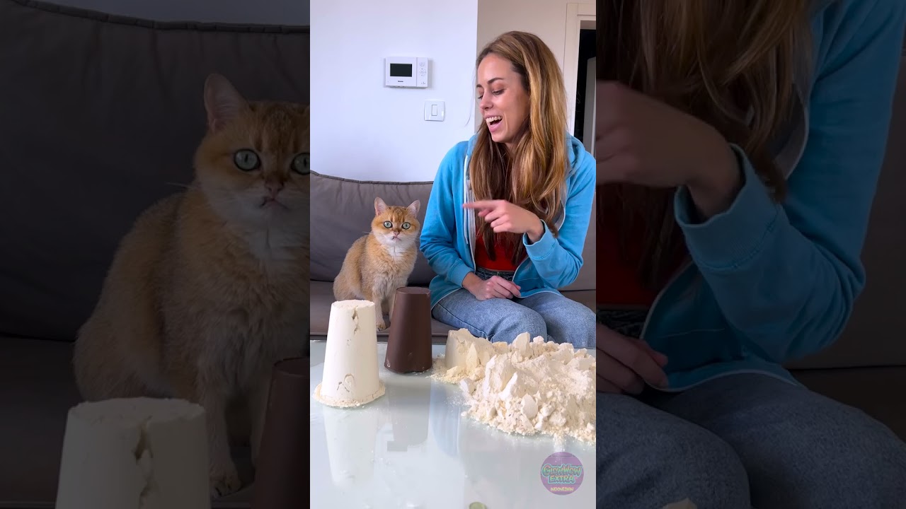 Kejutan Kucing Lucu yang Akan Mencerahkan Harimu! 😂🐾