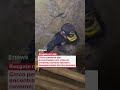 Cinco homens são resgatados com vida em caverna no Laos