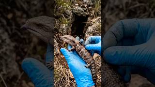 A Reptile’s Eye View: Journey Into the Deep Burrow #wildlife #nature #viral #youtubeshorts