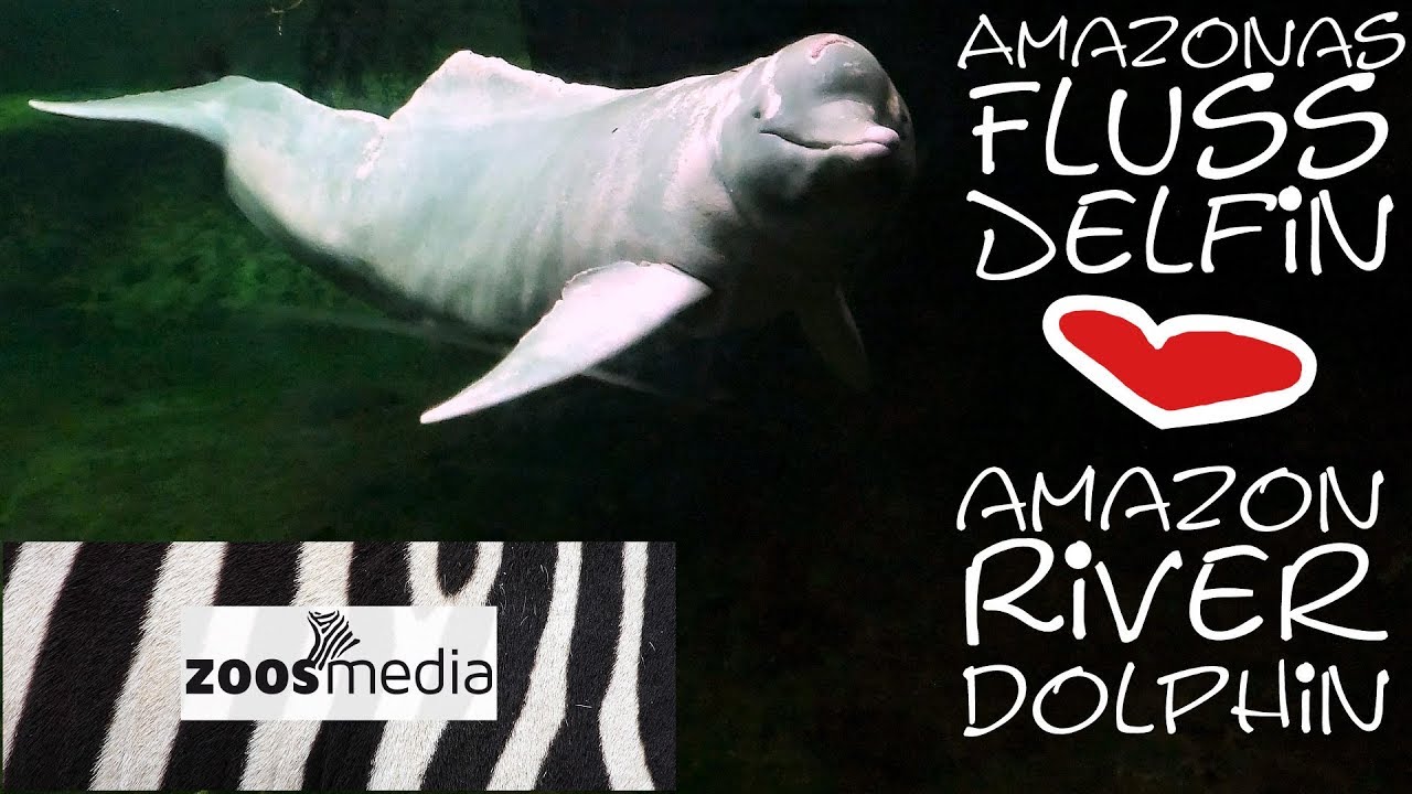 Important RESEARCH with Amazon river dolphin 
