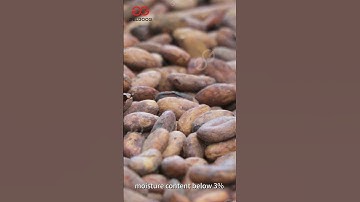 How to Make Cocoa Powder from Cocoa Beans? como se fábrica el cacao en polvo