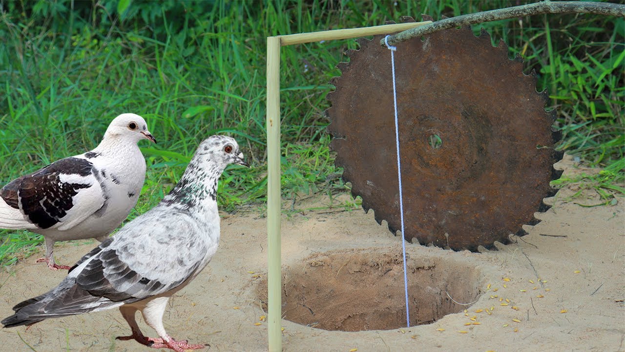 How Method Underground Bird Trap Using Cutter And Woods - Rally Best Bird Trap