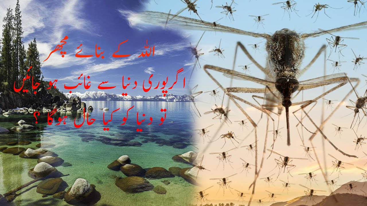 What will happen to the world if the mosquitoes created by Allah ...