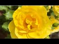 My Garden Yellow Roses | Yellow Roses | Roses | Garden video | Garden beauties