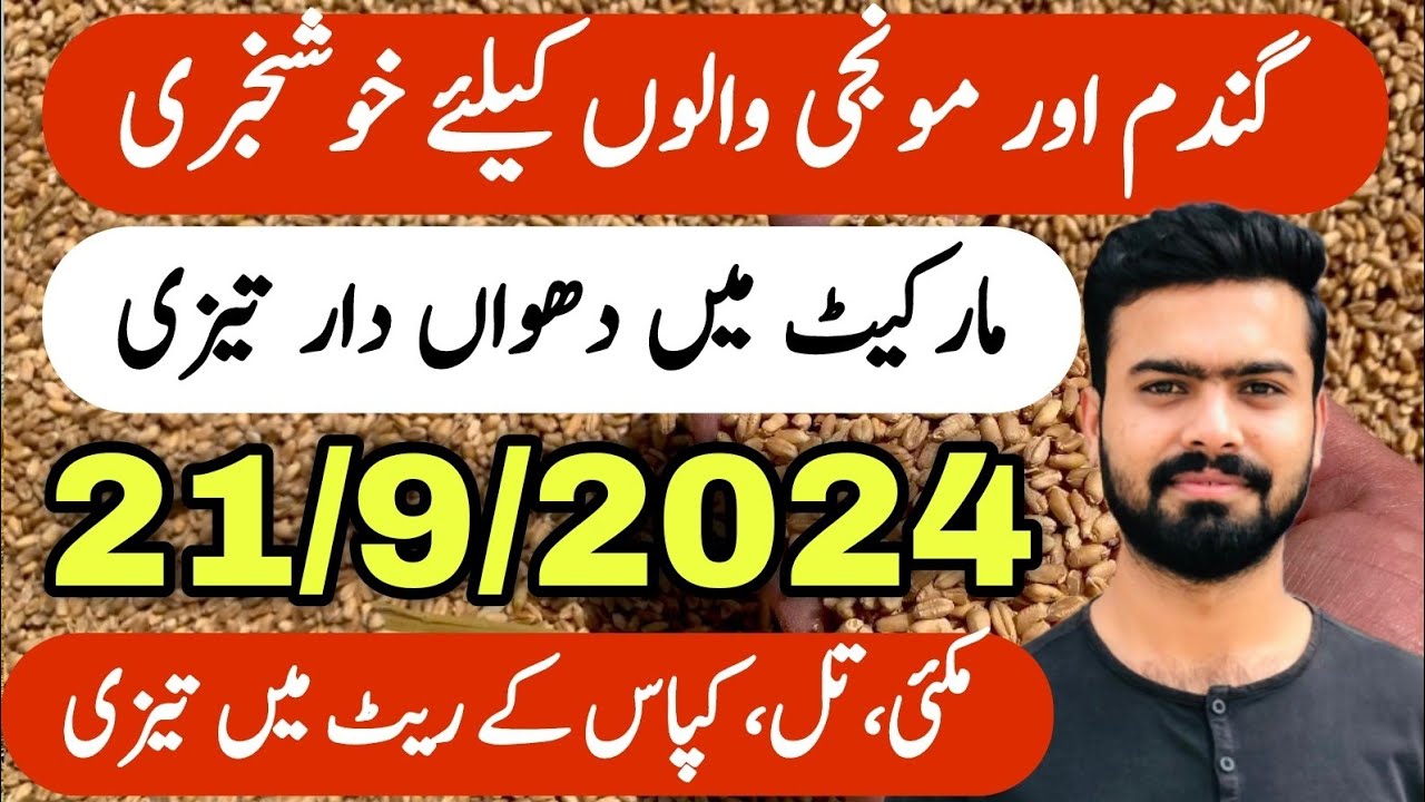 Wheat Price Today in Pakistan | Til Makai Kapas Gandam and Munji Rate ...
