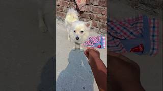 Download Lagu Kuchi Kuchi doen voor mijn chihuahua's MP3