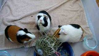 3 little pigs eating timothy ノンノンモカラテの再会 DSCF1929.AVI