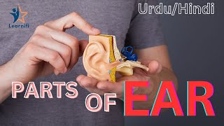 Anatomy And Physiology Of Human Ear Structure And Function Of Ear