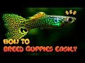 HOW TO BREED GUPPIES (3 EASY WAYS)