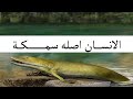قصة تطور الاسماك سمكة التيكتاليك الانسان اصله سمكه