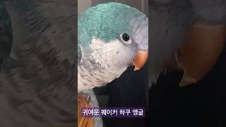 귀여운 퀘이커 하쿠 앵글#vlog