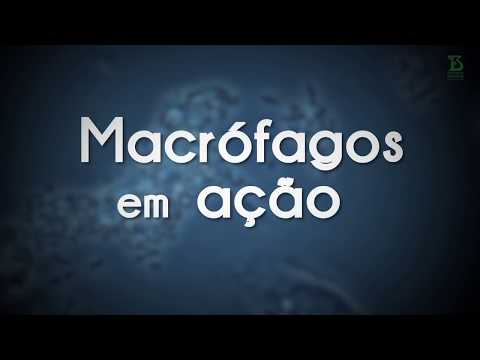 Vídeo: Diferença Entre Micrófago E Macrófago