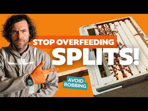 When To Keep Feeding A Small Nucleus Colony thumbnail