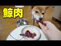 生鯨肉食べてみる？柴犬こなつ