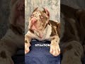 Meet the North American Mastiff (NAM): The Powerful, Intelligent, and Loyal Guardian