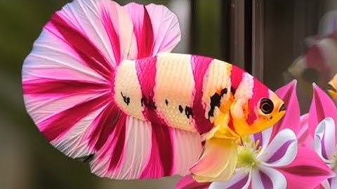 CÁ BETTA MỚI NHẤT 2025 GIÁ RẺ 28/11 RED FC/BLACK BASE/MULTICOLOR/MULTICOLOR F1/KOI RED GALAXY.