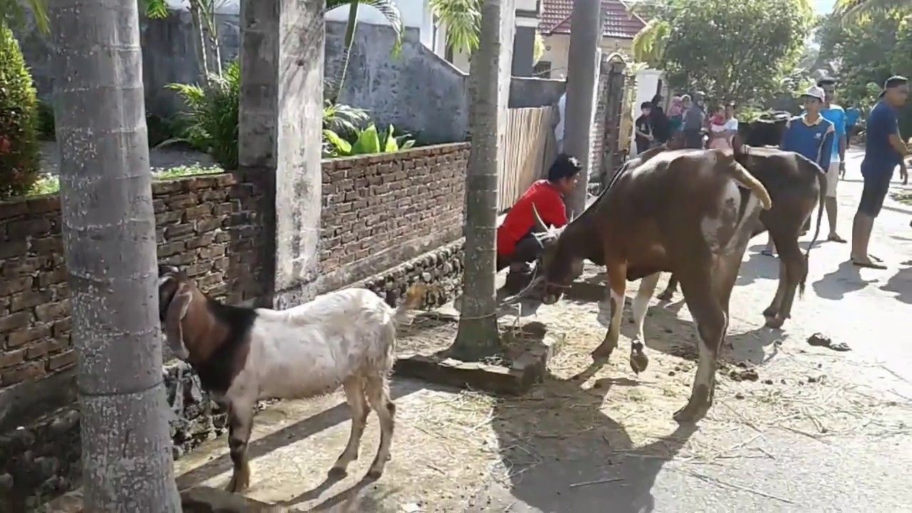 Suasana Idul Adha dan Qurban di Padang, Sumatera Barat