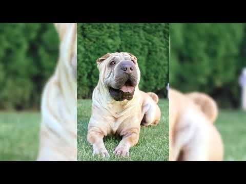 Шарпей. Плюсы и минусы, Цена, Как выбрать, Факты, Уход, История