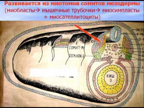 Мышечные ткани. Видео лекция С.М. Зиматкина (8)